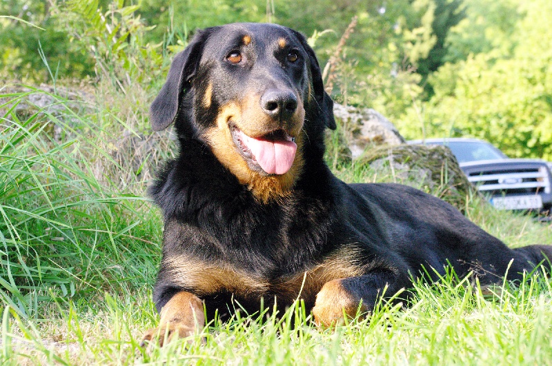 Benjy des Anges de L'Ardilliere