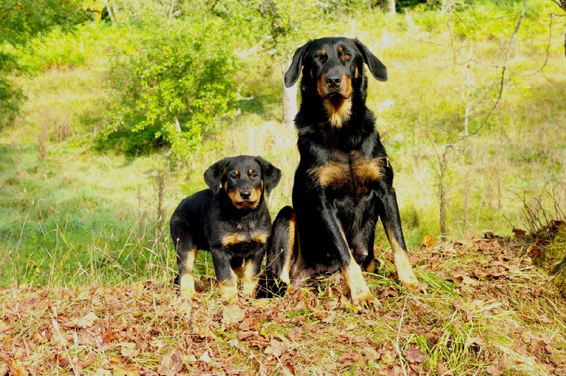 Benjy des Anges de L'Ardilliere