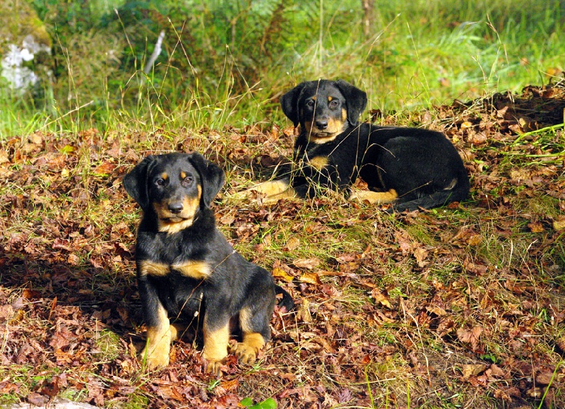 Chiots